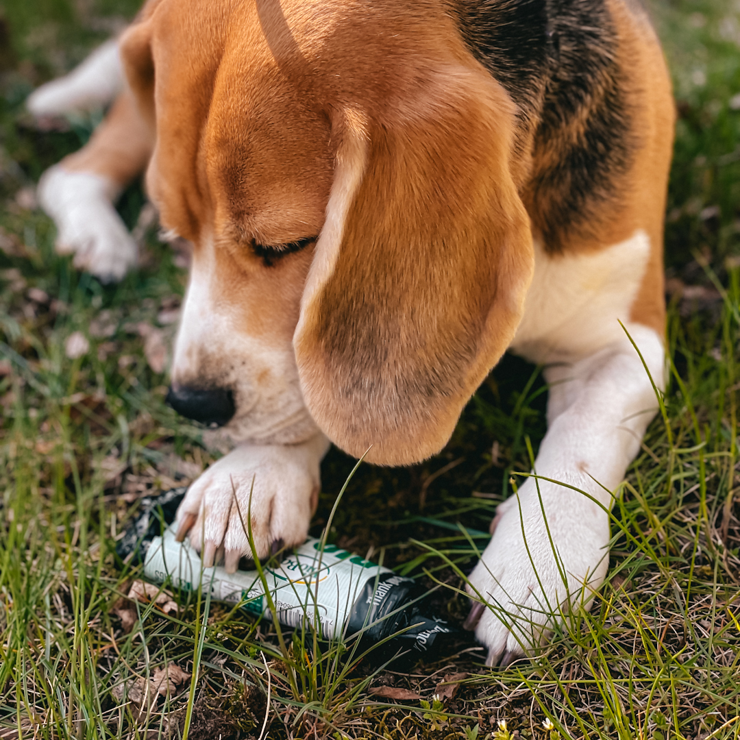Image of Compostable Dog Waste Bags for Compostable Dog Waste Bags category