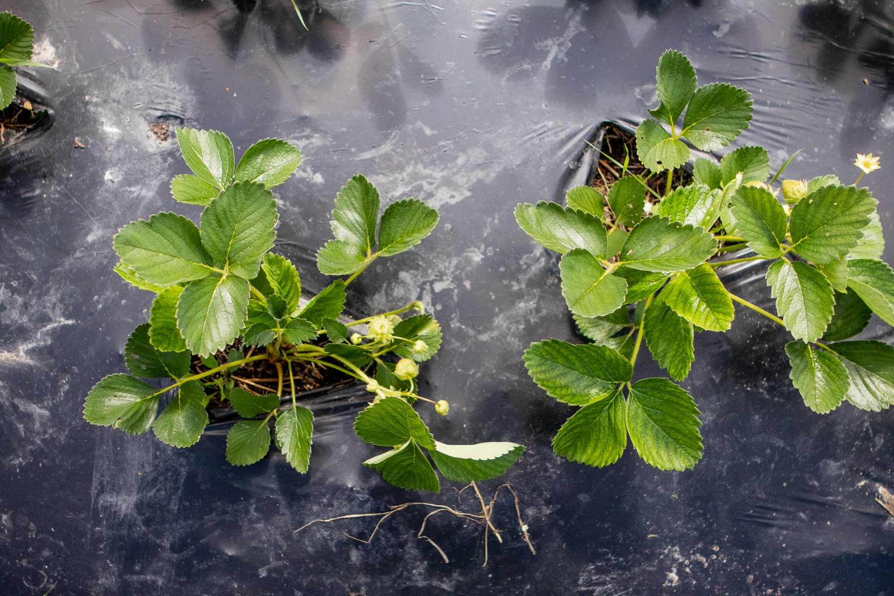 Choose BioBag for Top-Quality Soil Biodegradable Mulch Film