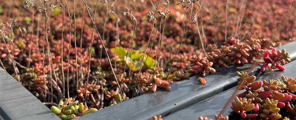 Image of Sedumtag på cykeloverdækninger, affaldshuse, rygerum og busstop 